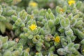 Pickle plant Delosperma echinatum, yellow flowers natural habitat